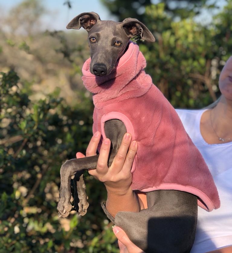 CLIQUE NA FOTO - Colete Urso  $ 198,00
TAM Galguinhos e Whippets
