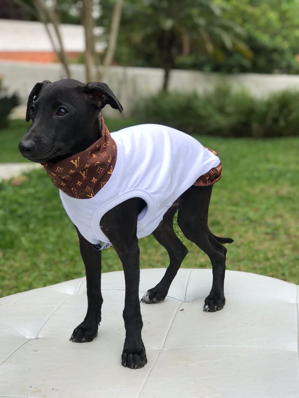 CLIQUE NA FOTO - Coleção Grifinha Ziri R$ 198,00 + frete