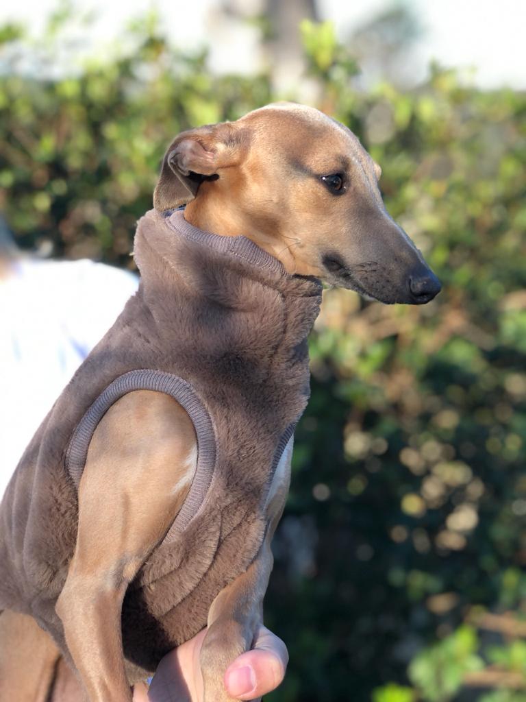 CLIQUE NA FOTO - Colete Urso  $ 198,00
TAM Galguinhos e Whippets