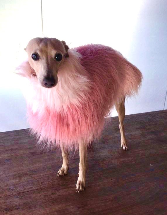 CLIQUE NA FOTO - Inverno chic $ 1.235,00