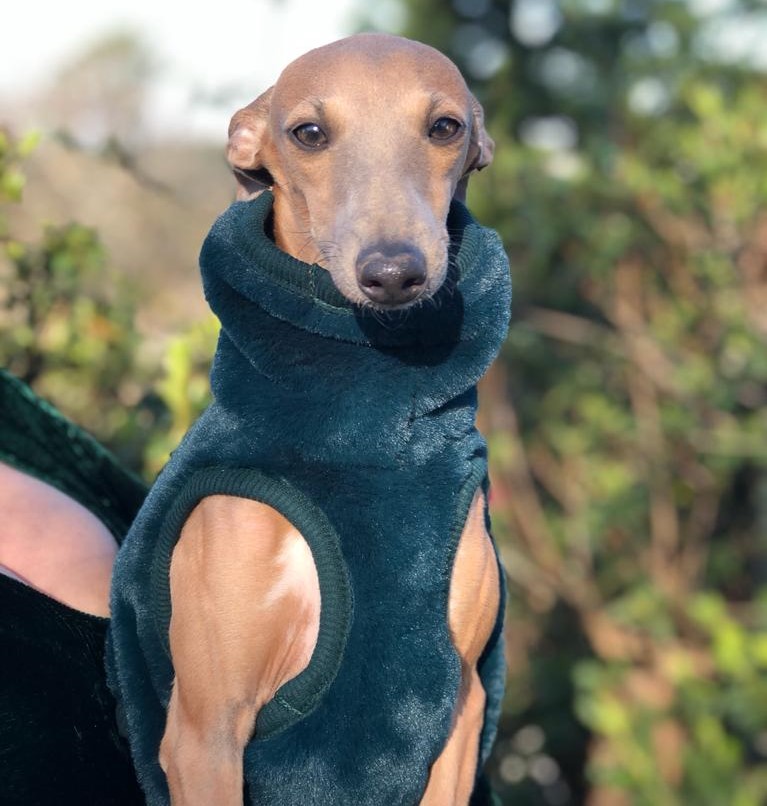 CLIQUE NA FOTO - Colete Urso  $ 198,00
TAM Galguinhos e Whippets
